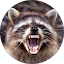 RogerRaccoon Avatar