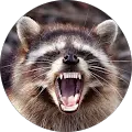 RogerRaccoon Avatar